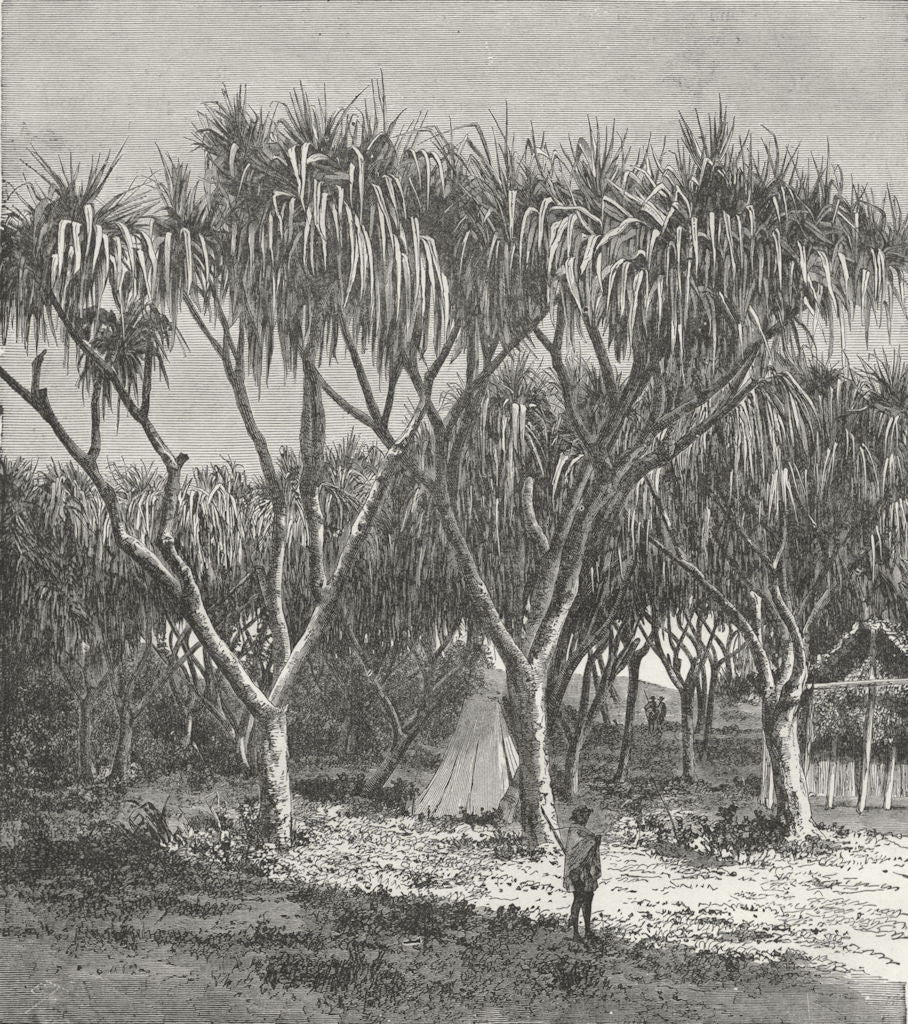 MADAGASCAR. Vacoa, or-pine of 1880 old antique vintage print picture